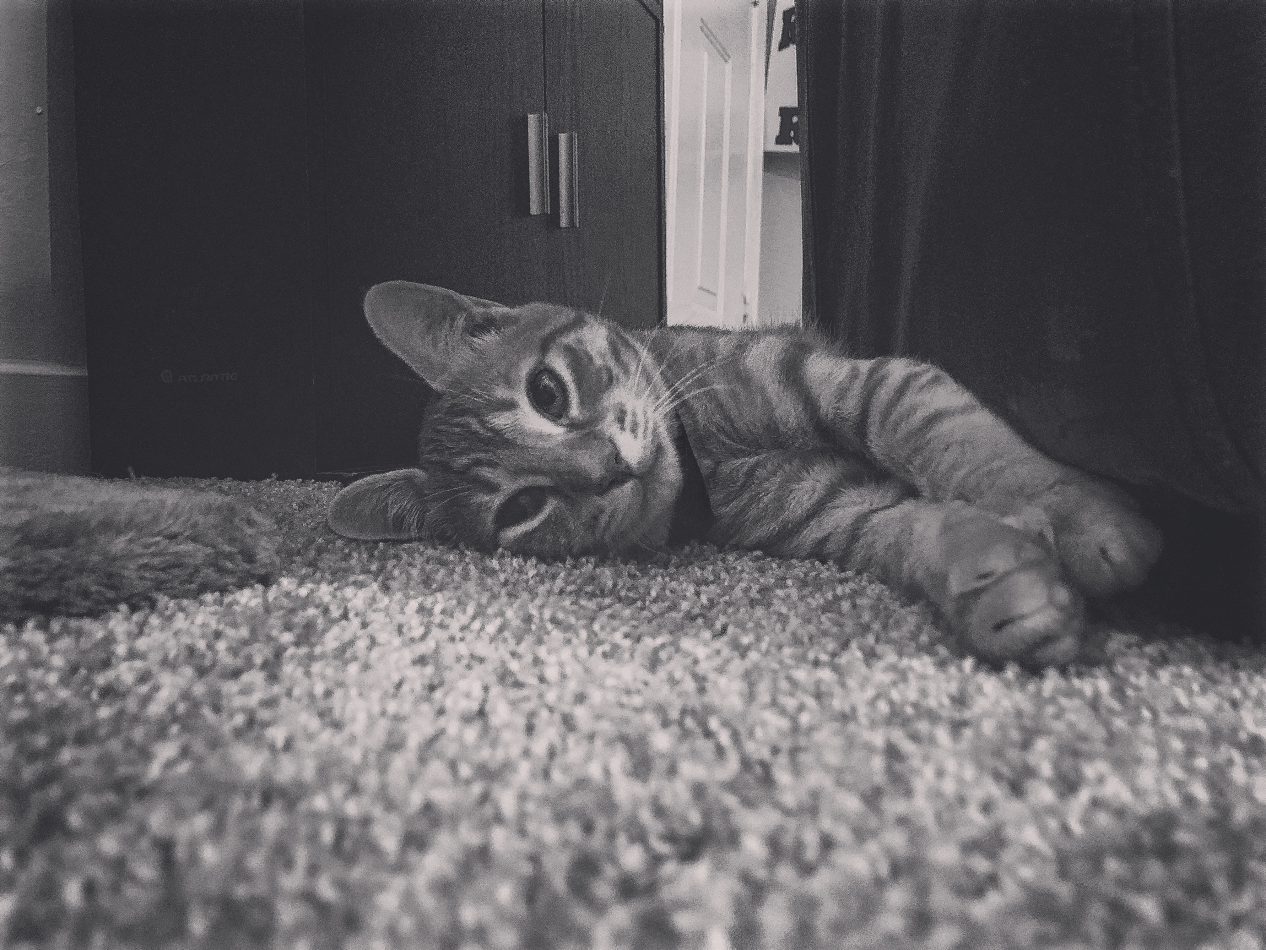 Gremlin the Cat